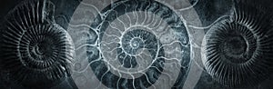 Ammonite shell on an ancient background. Concept on the topic of science, history, paleontology, archeology, geology. History of