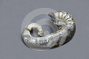 An Ammonite shell Ancyloceras in the form of a snail on a gray background. Mineralogy photo