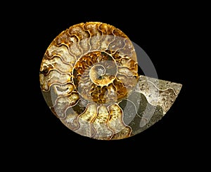 Ammonite Shell Fossil Isolated on Black