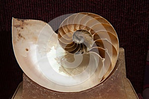 Ammonite shell fossil in stone