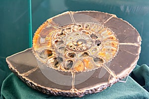 Ammonite shell viewed in section