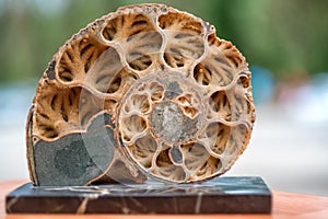 Ammonite shell viewed in section