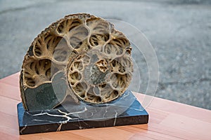 Ammonite shell viewed in section