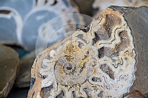 Ammonite shell viewed in section