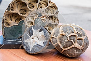 Ammonite shell viewed in section