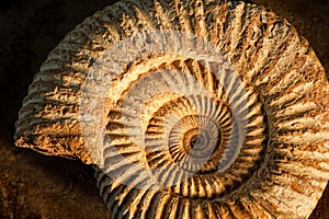 Ammonite with sidelight