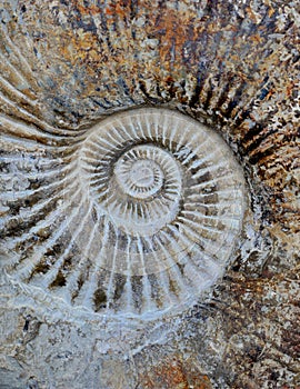Ammonite spiral