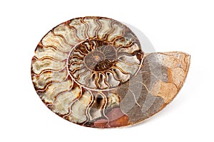 Ammonite stone