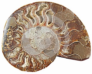 Ammonite