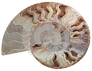 Ammonite stone