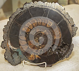 Ammonite Stone Slab Display Brown Tones