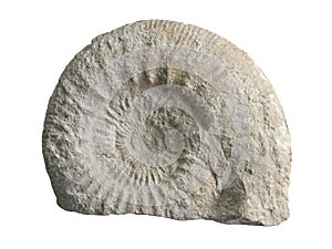 Ammonites