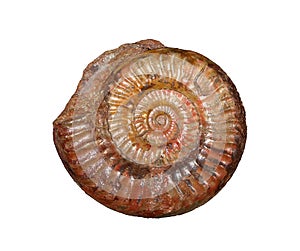 Ammonites