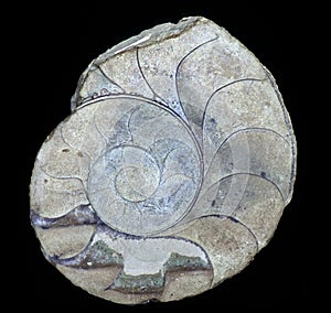 Ammonites