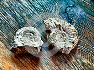 Ammonites