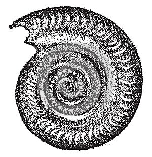 Ammonites bifrons, vintage engraving photo