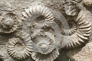 Ammonites from the Cretaceous Period found as fossils.