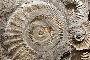 Ammonites from the Cretaceous Period found as fossils. photo
