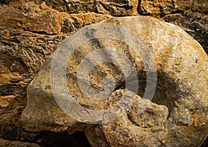 The Ammonites fossil against stone wall