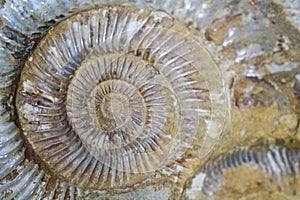 Ammonites fossil background