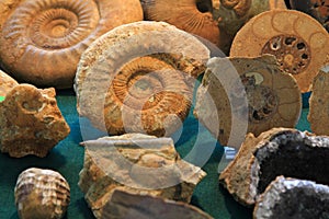 Ammonites fossil background