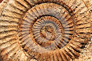 Ammonites fossil background