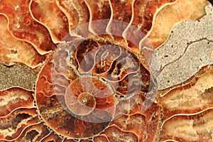 ammonites fossil background