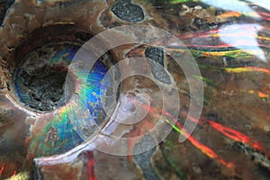 ammonites fossil background