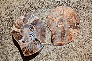 Ammonites fossil snail cut found in Teruel photo