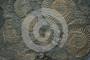 ammonites fossil texture