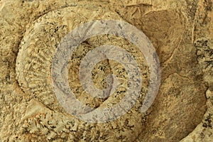 ammonites fossil texture