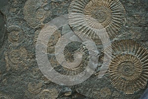 ammonites fossil texture photo