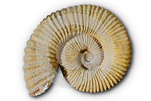 Ammonites fossil in Valencian Community Spain photo