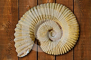 Ammonites fossil in Valencian Community Spain