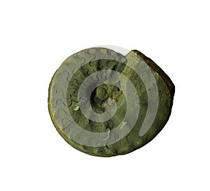 Ammonites fossiles on a whte background