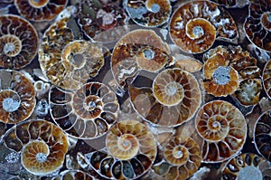 Ammonites Fossils sea creature photo