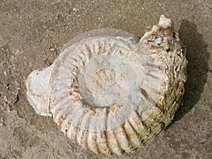 Ammonites - Petrified Organisms