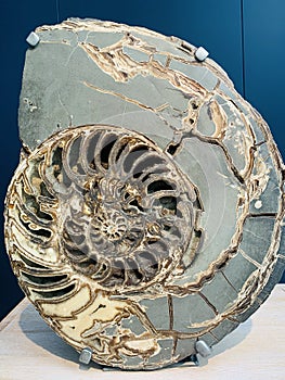 Ammonoids are a group of extinct marine mollusc animals in the subclass Ammonoidea of the class Cephalopoda.