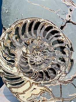 Ammonoids are a group of extinct marine mollusc animals in the subclass Ammonoidea of the class Cephalopoda.