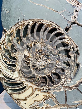 Ammonoids are a group of extinct marine mollusc animals in the subclass Ammonoidea of the class Cephalopoda. photo