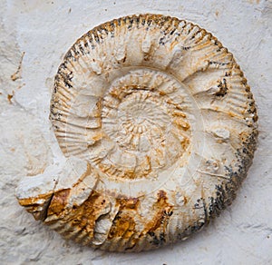 Ammonoids from the past
