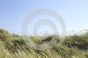 Ammophila arenaria or european beach grass in the dunes, blue sky background