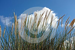 Ammophila arenaria marram grass close-up