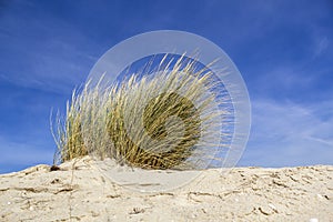 Ammophila arenaria, a species of grass