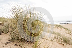 Ammophila beach grass on sand dunes