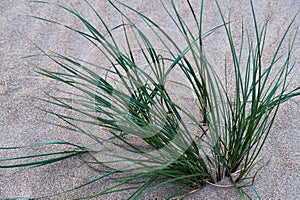 Ammophila / Marram beach grass