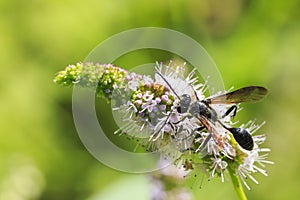 Ammophila sabulosa, the red-banded sand wasp feeding on a white