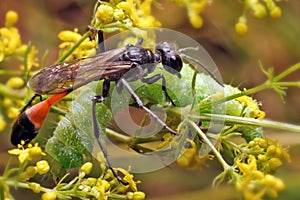 Ammophila - slender wasp with transparent wings.