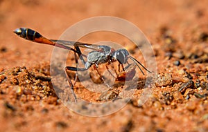 Ammophila Wasp