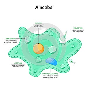 Amoeba anatomy. unicellular animal photo